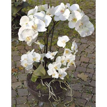 Orquídea Phalaenopsis artificial WALLBURGA en jarrón de cristal, blanco, 80cm Orquídea Phalaenopsis artificial WALLBURGA en jarrón de cristal, blanco, 80cm