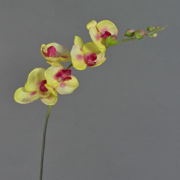 Orqu&iacute;dea Phalaenopsis imitaci&oacute;n DAJANA, amarillo-fucsia, 90cm, &Oslash;6-11cm