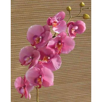 Tallo de Orquídea Phalaenopsis sintética RICKY, fucsia, 105 cm