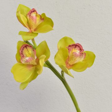 Tallo de Orquídea Cymbidium decorativa SERAPHINA, verde-rosa, 45cm
