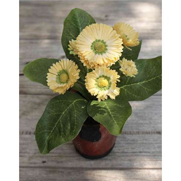 Margaritas artificiales MORGANA, maceta de terracota, albaricoque, 15cm Margaritas artificiales MORGANA, maceta de terracota, albaricoque, 15cm