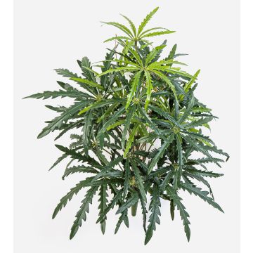Aralia artificial PANGON en varilla, verde, 50 cm Aralia artificial PANGON en varilla, verde, 50 cm
