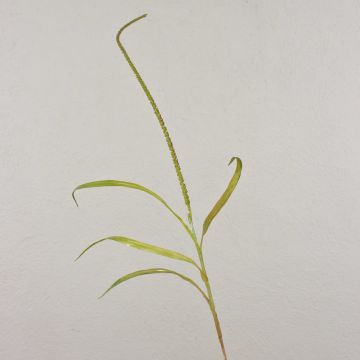 Cola de zorro artificial WILLY con panículas, verde-marrón, 105cm