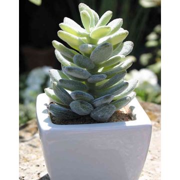 Pachyphytum oviferum artificial ROBBIE, maceta de cerámica, verde, 13cm