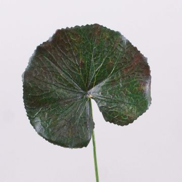 Hoja de geranio artificial HEIDEGARD, verde-rojo, 38cm, Ø11cm