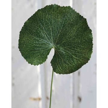 Hoja de geranio artificial HEIDEGARD, verde, 38cm, Ø11cm