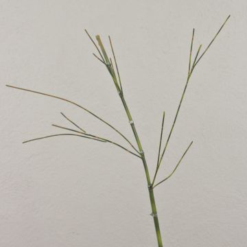 Rama de bambú artificial HARUTO, 105cm Rama de bambú artificial HARUTO, 105cm