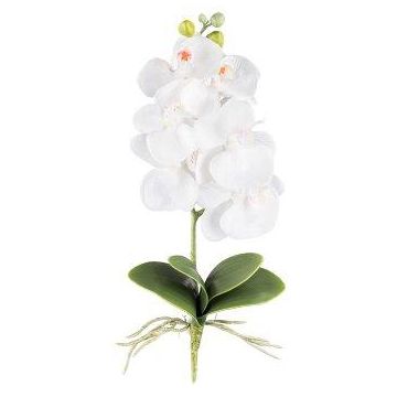 Flor decorativa Phalaenopsis Orquídea DRINTOR, varilla, raíces, blanca, 40 cm