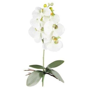 Flor decorativa Phalaenopsis Orquídea DRINTOR, varilla, raíces, blanca-verde, 40 cm