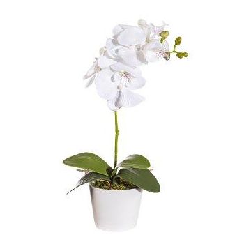Flor decorativa Phalaenopsis Orquídea TRALKE, varilla, raíces, blanca, 40 cm