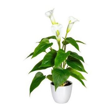 Flor decorativa de cala VORLIM en maceta decorativa, raíces aéreas, blanca, 45 cm