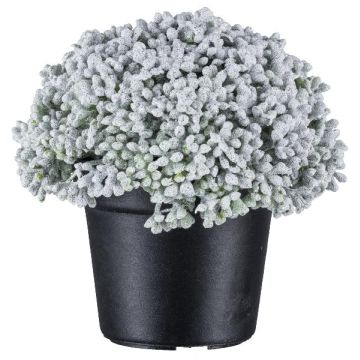 Suculenta artificial Sedum telephium NUKEF, blanco, 10cm Suculenta artificial Sedum telephium NUKEF, blanco, 10cm