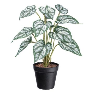 Planta decorativa Caladium SNALHE, maceta decorativa, blanco-verde, 40 cm