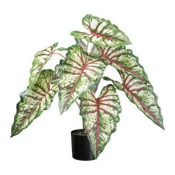Planta decorativa Caladium GRUSON, verde-roja, 65 cm