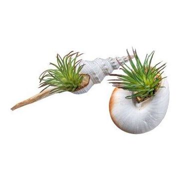 Planta artificial suculenta Tillandsia ionantha FRUNS en conchas naturales, 2 unidades, verde, 8-14 cm
