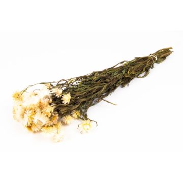 Ramo de flores de paja ALMINKA, secas, blanco-crema, 50-60 cm, Ø 15 cm