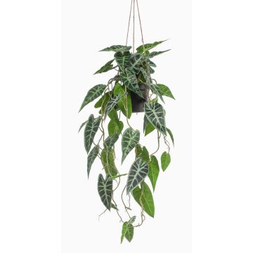 Planta decorativa Alocasia Sanderiana, maceta colgante XEZOR, maceta decorativa, verde-blanco, 80 cm