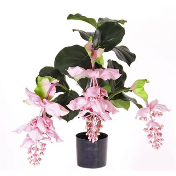 Medinilla artificial LAILANI, rosa, 80cm, Ø20cm