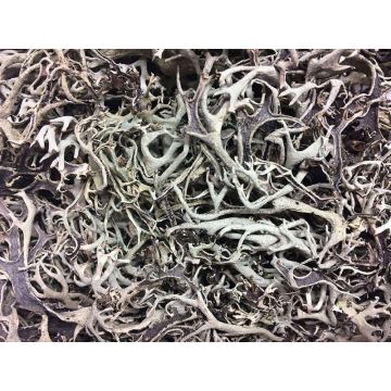 Musgo natural FLORENTIA, gris, 50 g Musgo natural FLORENTIA, gris, 50 g