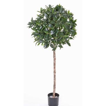 Laurel artificial ALEXIOS, tronco real, frutos, verde, 175cm, Ø55cm Laurel artificial ALEXIOS, tronco real, frutos, verde, 175cm, Ø55cm