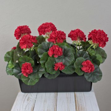 Geranios artificiales FLOREANA en maceta, 3 unidades, rojos, 40 x 15 x 35 cm Geranios artificiales FLOREANA en maceta, 3 unidades, rojos, 40 x 15 x 35 cm