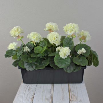 Geranios artificiales FLOREANA en maceta, 3 unidades, blancos, 40 x 15 x 35 cm Geranios artificiales FLOREANA en maceta, 3 unidades, blancos, 40 x 15 x 35 cm