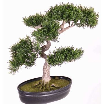 Bonsái cedro simulación JARNO, con raíz, fuente, verde, 40cm