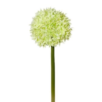 Flor decorativa Allium WANDENY, verde crema, 65 cm