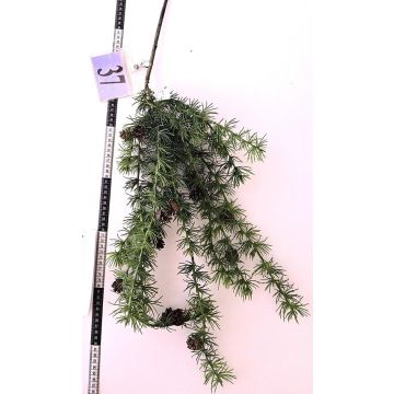 Rama decorativa de cedro GORZU con piñas, colgante, verde, 100 cm Rama decorativa de cedro GORZU con piñas, colgante, verde, 100 cm