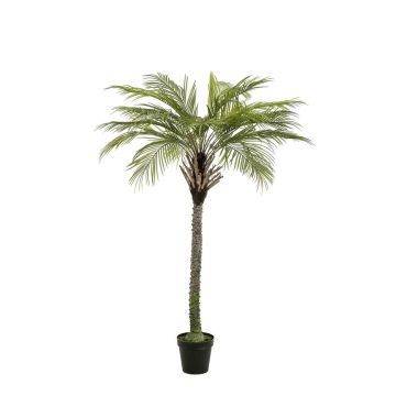 Palmera de coco artificial BOLON, 180 cm Palmera de coco artificial BOLON, 180 cm