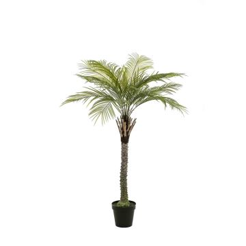 Palmera de coco artificial BOLON, 220 cm