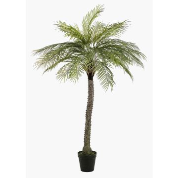 Palmera de coco artificial BOLON, 220 cm Palmera de coco artificial BOLON, 220 cm