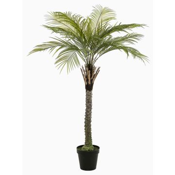 Palmera de coco artificial BOLON, 260 cm Palmera de coco artificial BOLON, 260 cm