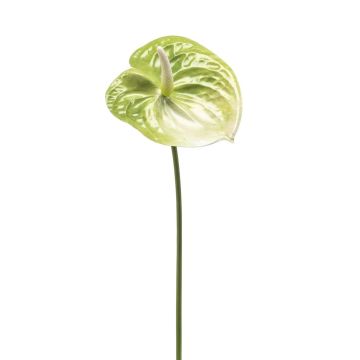 Flor artificial de anturio SAMBANA, verde y crema, 65cm