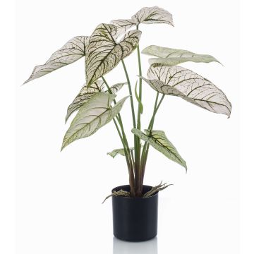 Planta artificial Caladium YAWAR con raíces, verde-blanco, 60 cm Planta artificial Caladium YAWAR con raíces, verde-blanco, 60 cm