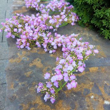 Guirnalda de gypsophila artificial LITAGO, rosa-violeta, 180 cm