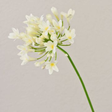 Flor artificial Agapanthus OMOLON, crema, 75 cm