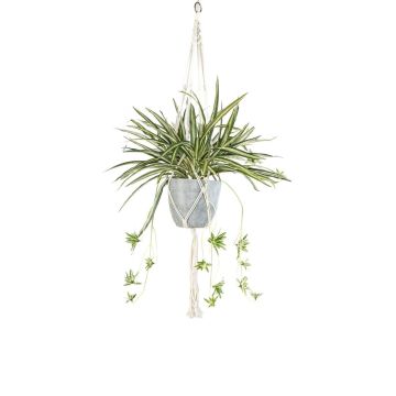 Planta decorativa de lirio verde en maceta colgante de macramé SIMBO con maceta exterior verde y blanca, 90 cm Planta decorativa de lirio verde en maceta colgante de macramé SIMBO con maceta exterior verde y blanca, 90 cm