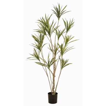 Árbol artificial Dracaena marginata SHALLU, troncos artificiales, verde, 180 cm Árbol artificial Dracaena marginata SHALLU, troncos artificiales, verde, 180 cm