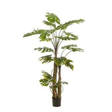 Planta artificial Philodendron monstera deliciosa KORVEX, raíces aéreas, 180 cm