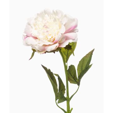 Peonía artificial GAVRON, blanco-rosa, 55 cm