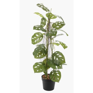 Planta artificial filodendro monstera adansonii BRINOL, maceta decorativa, raíces aéreas, 80 cm Planta artificial filodendro monstera adansonii BRINOL, maceta decorativa, raíces aéreas, 80 cm