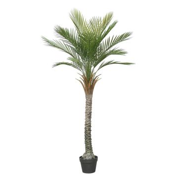 Palmera artificial palmera datilera ZOLTER, crossdoor, 150 cm