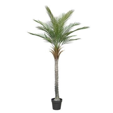 Palmera artificial palmera datilera ZOLTER, crossdoor, 180 cm