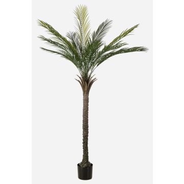 Palmera artificial palmera datilera ZOLTER, crossdoor, 180 cm Palmera artificial palmera datilera ZOLTER, crossdoor, 180 cm