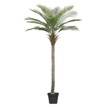 Palmera artificial palmera datilera ZOLTER, crossdoor, 210 cm