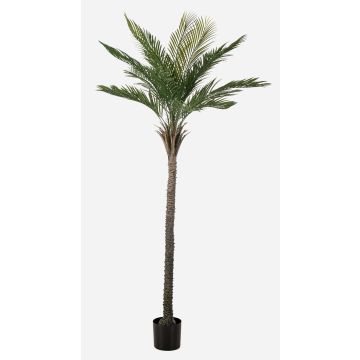 Palmera artificial palmera datilera ZOLTER, crossdoor, 210 cm Palmera artificial palmera datilera ZOLTER, crossdoor, 210 cm