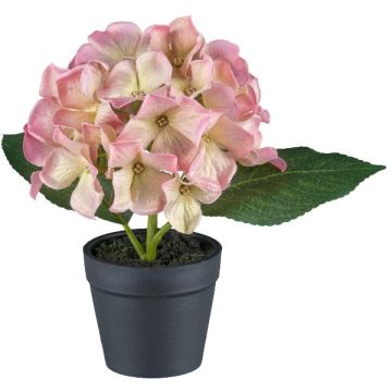 Flor decorativa Hortensia LENDYN en maceta decorativa, rosa-verde, 20 cm