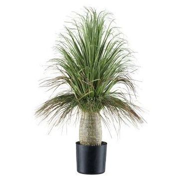 Palmera decorativa COOSA, 60 cm