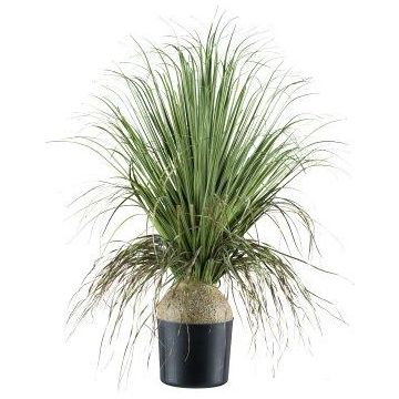 Palmera decorativa COOSA, 70 cm
